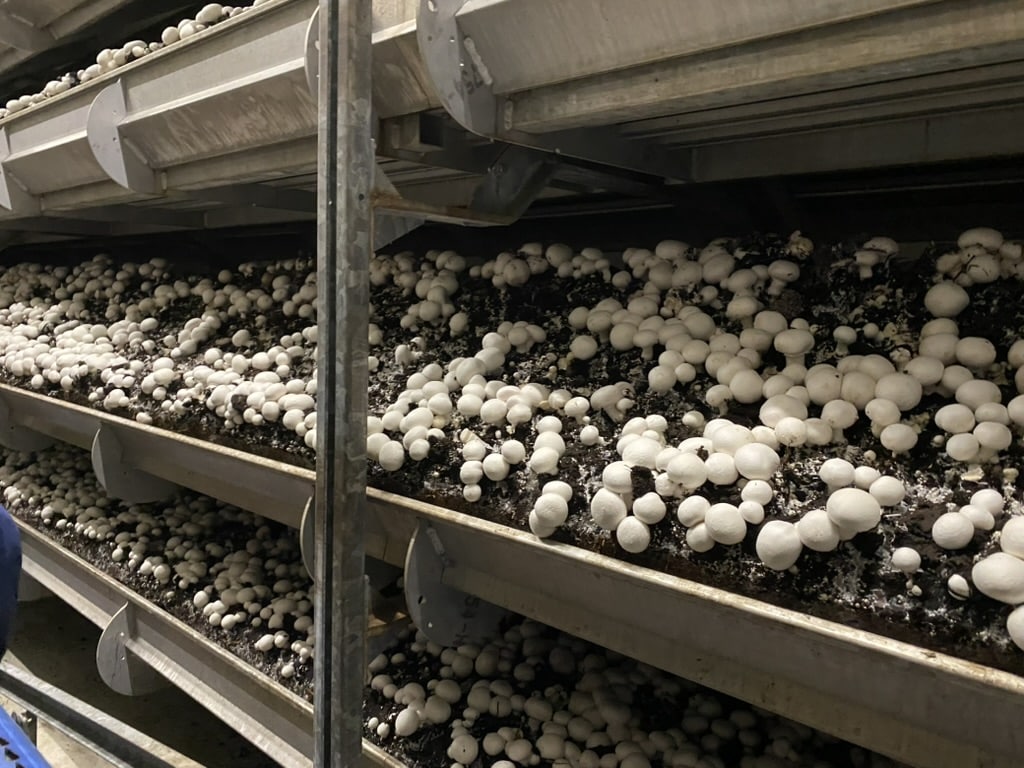 Champignons qui poussent sur les étagères