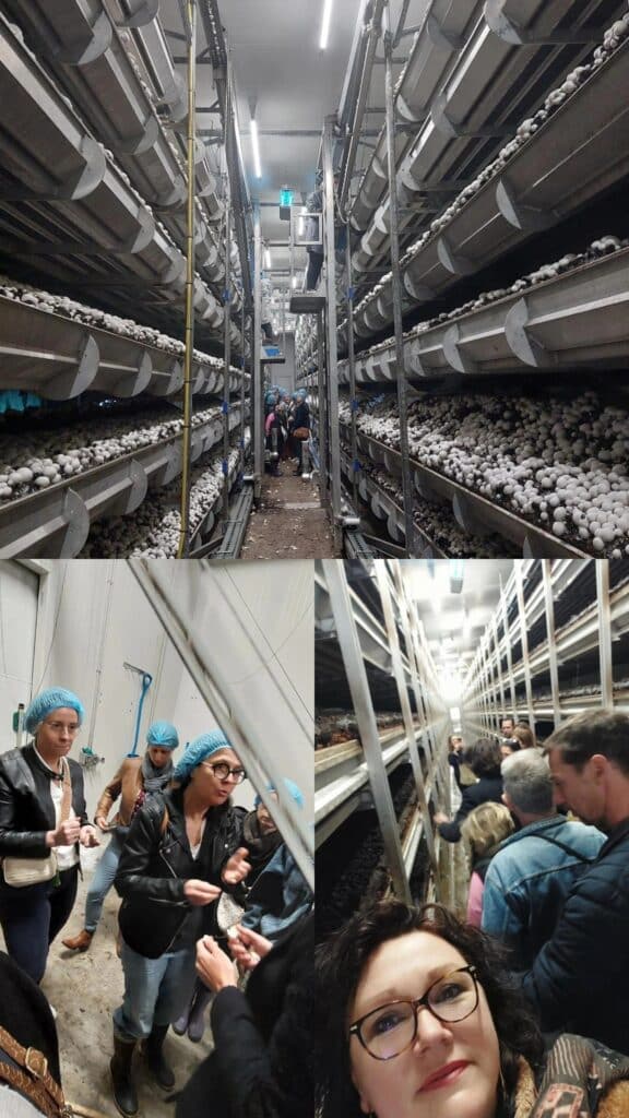 Visite de la champignonnière à Parentis-en-Born
